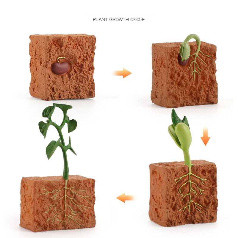 Wooden_Life_Cycle_Double_Sided_Learning_Board__Life_cycle_models_and_flash_cards_life-cycle-plant-model