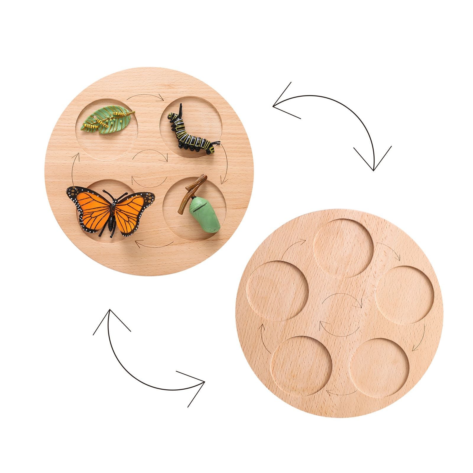 Wooden_Life_Cycle_Double_Sided_Learning_Board__Life_cycle_models_and_flash_cards_wooden-life-cycle-board-dobuble-sid