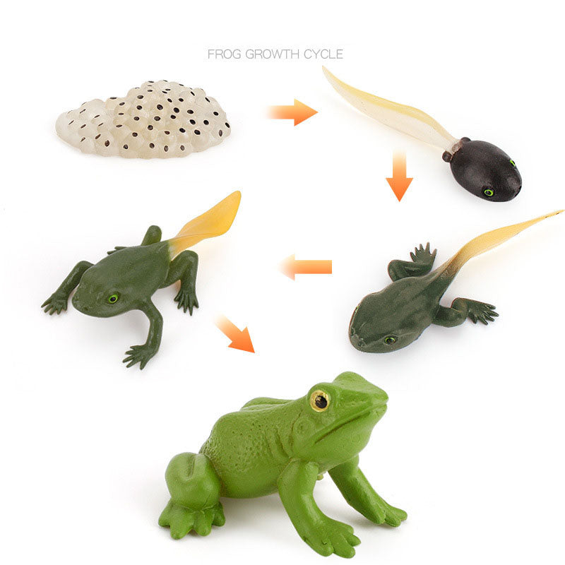 Wooden_Life_Cycle_Double_Sided_Learning_Board__Life_cycle_models_and_flash_cards_life-cycle-frog-model
