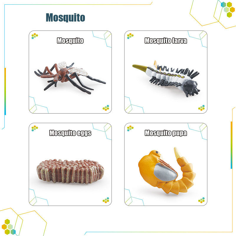 Wooden_Life_Cycle_Double_Sided_Learning_Board__Life_cycle_models_and_flash_cards_life-cycle-card-mosquito