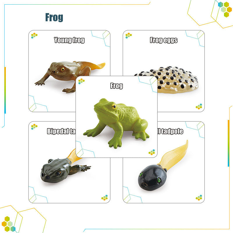 Wooden_Life_Cycle_Double_Sided_Learning_Board__Life_cycle_models_and_flash_cards_life-cycle-card-frog