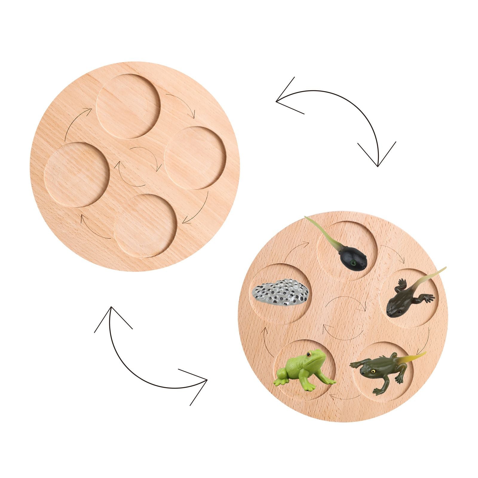 Wooden_Life_Cycle_Double_Sided_Learning_Board__Life_cycle_models_and_flash_cards_wooden-life-cycle-board-dobuble-sid
