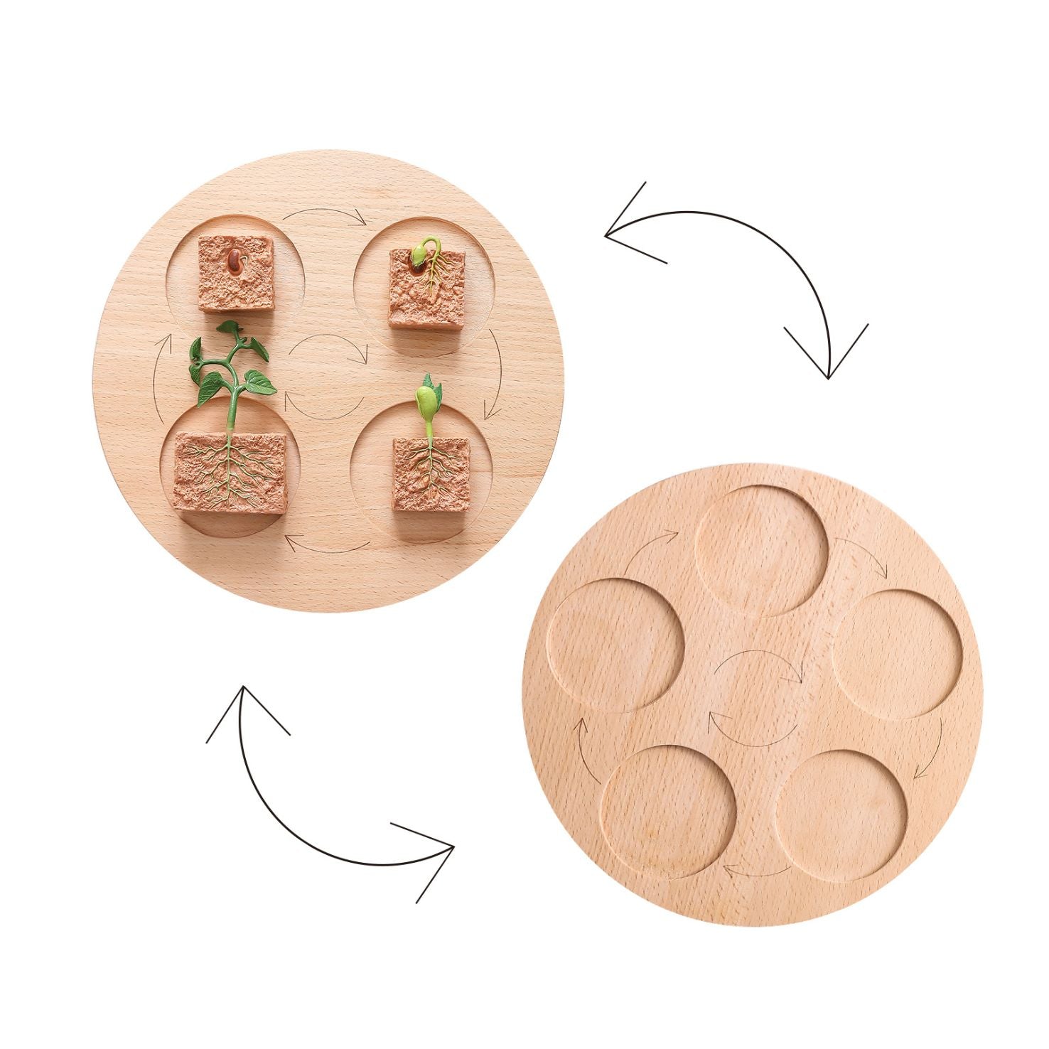 Wooden_Life_Cycle_Double_Sided_Learning_Board__Life_cycle_models_and_flash_cards_wooden-life-cycle-board-dobuble-sid